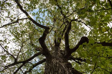 Alt kısmında yeşil yaprakları ile eski ağaç taç