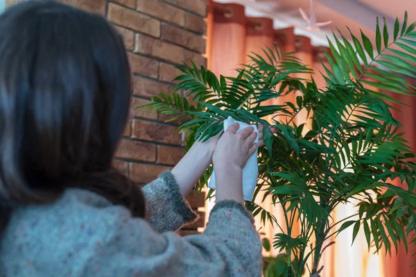 一个年轻的妇女照顾房子的植物, 擦拭从后面的叶子的灰尘, 真实的照片 — 图库照片