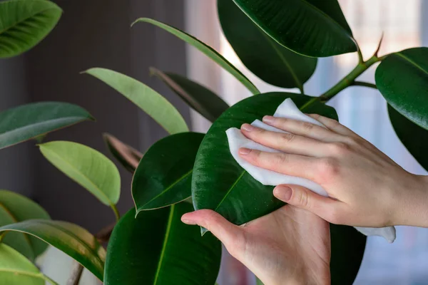 The concept of plant care, women 's hands rubbed the large leaves of ficus from dust, real life — стоковое фото