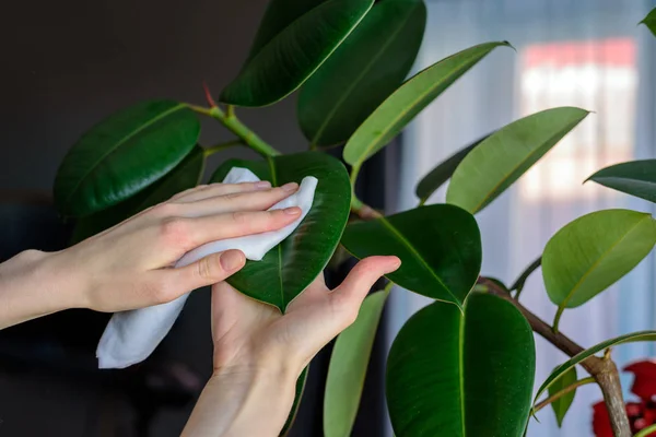 The concept of plant care, women 's hands rubbed the large leaves of ficus from dust, real life — стоковое фото