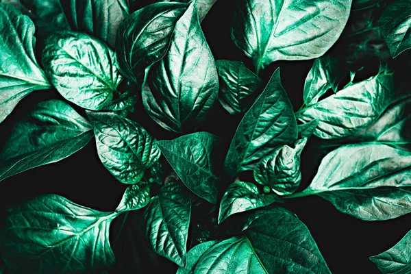 Yeşil yaprakların yaratıcı düzeni. Doğa kavramı. Düz yat. Neo nane rengi.