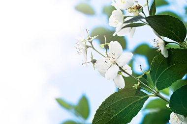 bahar çiçeği arkaplanı, beyaz çiçeklerle kiraz çiçeği ve kopyalama alanı