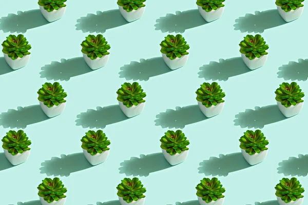 Pattern of green succulents in white pots — 스톡 사진