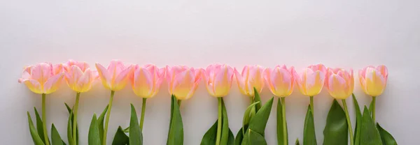 Roze tulpen met gele tint in rij op witte achtergrond voor banner — Stockfoto