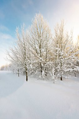winter forest in the sun, winter landscape concept