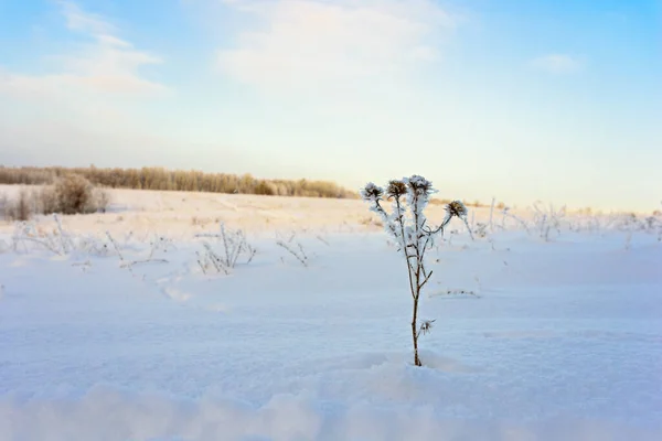 青い空に対して凍った乾いた草で冬の風景 — ストック写真