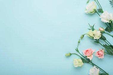 çiçek kompozisyonu, beyaz Eustoma ve pembe gül mavi arkaplanda fotokopi alanı, düz konum, üst görünüm, çiçek arkaplan kavramı