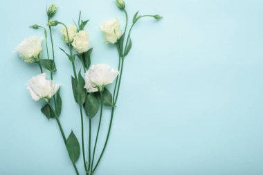 Fotokopi alanı, çiçek arkaplanı, düz alan, üst görünüm, bahar kavramı ile mavi arkaplanda beyaz östoma