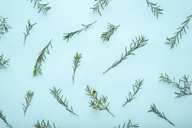 Balmumu bileşimi, dallar mavi zemin üzerinde chamelaucium, üst görünüm, düz uzanma