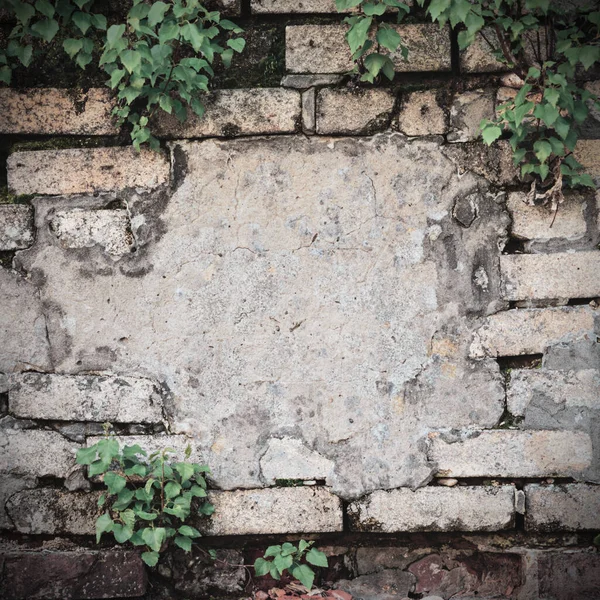 Old Brick Background Plants Brick Frame Copy Space Mock Grunge — Stock Photo, Image