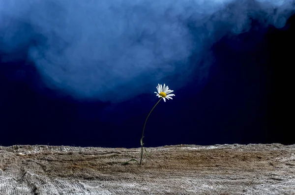 Koyu mavi arka plan alanda güzel çiçek