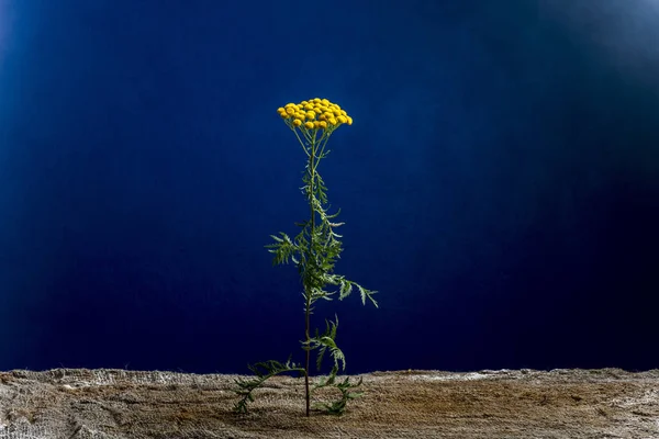 Koyu mavi arka plan alanda güzel çiçek