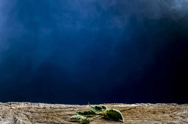 Koyu mavi arka plan alanda güzel çiçek