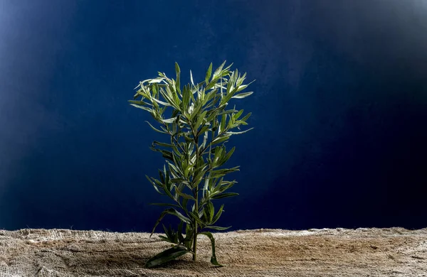 Koyu mavi arka plan alanda güzel çiçek