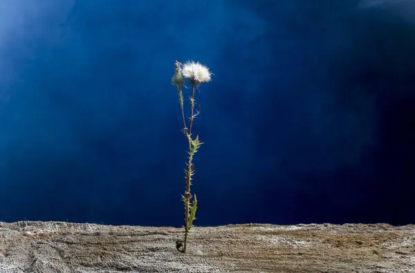 Koyu mavi arka plan alanda güzel çiçek