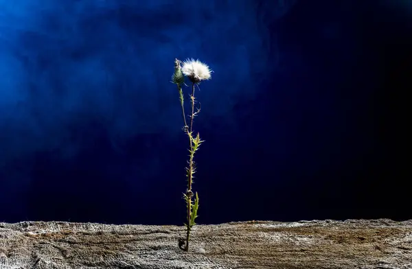 Koyu mavi arka plan alanda güzel çiçek