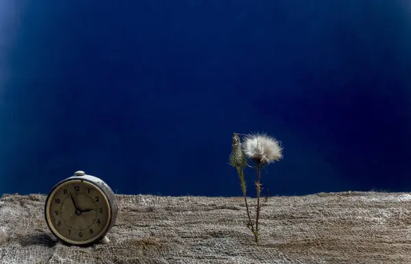 Koyu mavi arka plan alanda güzel çiçek