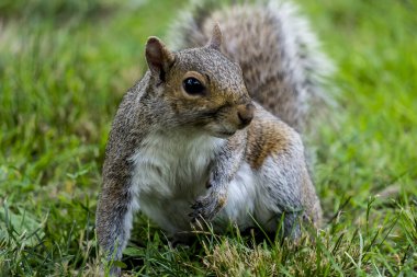 Scoiattolo nel prato a Central Park