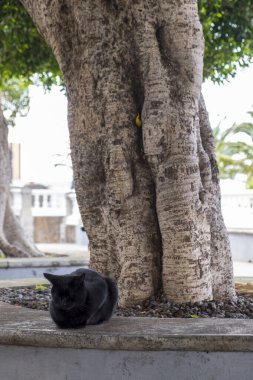 Gatto nero che dorme sotto un albero alle Canarie