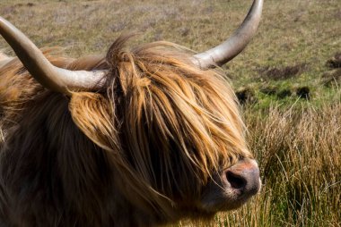 Vacca Highland nell 'isola di Skye (Scozia)