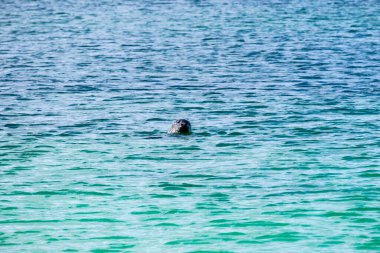 Foca nel mare dell 'Isola di Skye