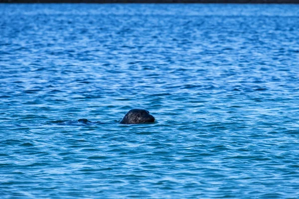 Foca Nel Mare Dell Isola Skye — стоковое фото