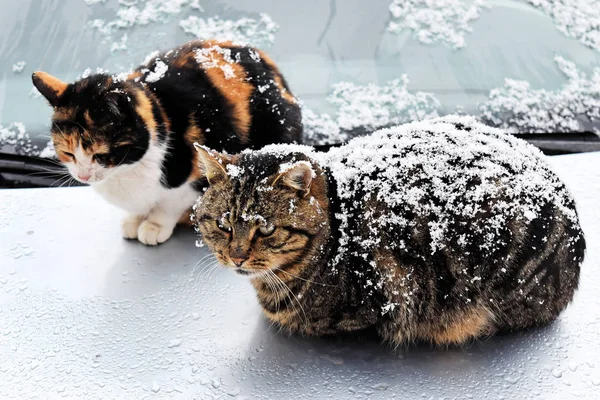 Stray cats in winter — Stock Photo, Image