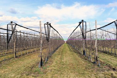 Erken baharda genç Avrupa vişne Bahçesi