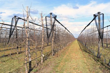 Erken baharda genç Avrupa vişne Bahçesi