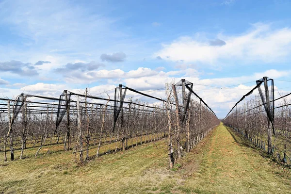 Joven huerto europeo de cerezos a principios de primavera —  Fotos de Stock