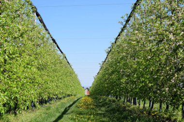 Çiçekli elma bahçesi.
