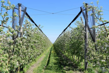 Çiçekli elma bahçesi.