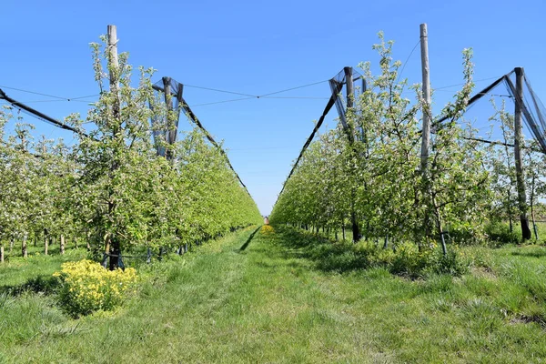Huerto de manzanas en flor —  Fotos de Stock