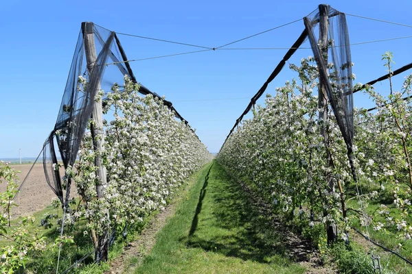 Huerto de manzanas en flor —  Fotos de Stock