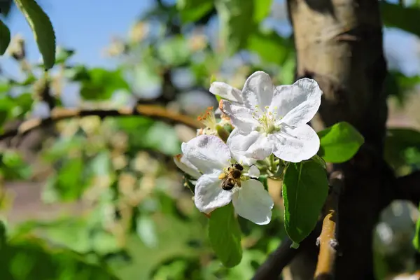 Frutteto di mele in fiore — Foto Stock