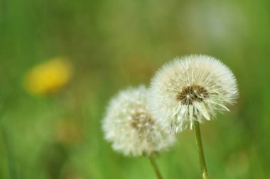 Bahar sırasında olgun karahindiba