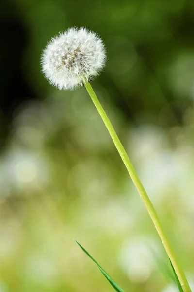 春の中に熟したタンポポ — ストック写真