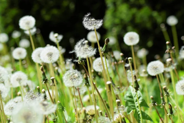 Ripe dandelions during spring — Stock Photo, Image