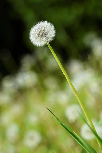 Ripe dandelions during spring Stock Picture