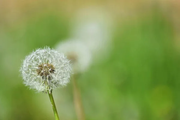 Ripe dandelions during spring — Stock Photo, Image