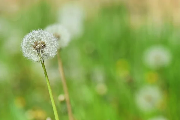 Ripe dandelions during spring Royalty Free Stock Images