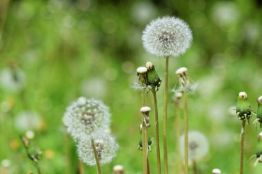 Bahar olgun karahindiba