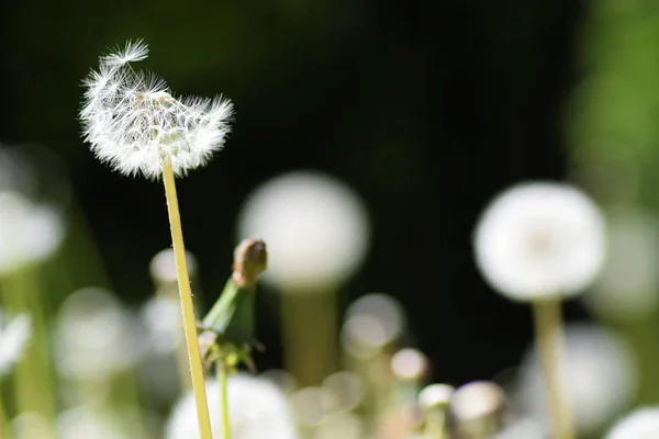 Ripe dandelions in spring — Stock Photo, Image