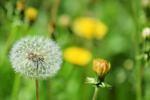 Ripe dandelions in spring — Stock Photo, Image