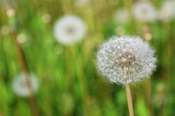 Ripe dandelions in spring — Stock Photo, Image