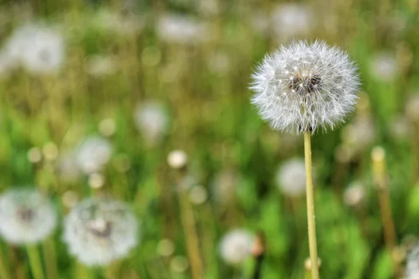 Ripe dandelions in spring — Stock Photo, Image