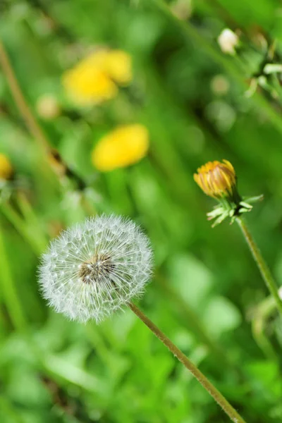 Ripe dandelions in spring Stock Image