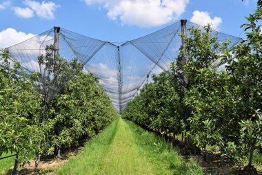 Avrupa bir meyve bahçesi bahar sırasında genç elma