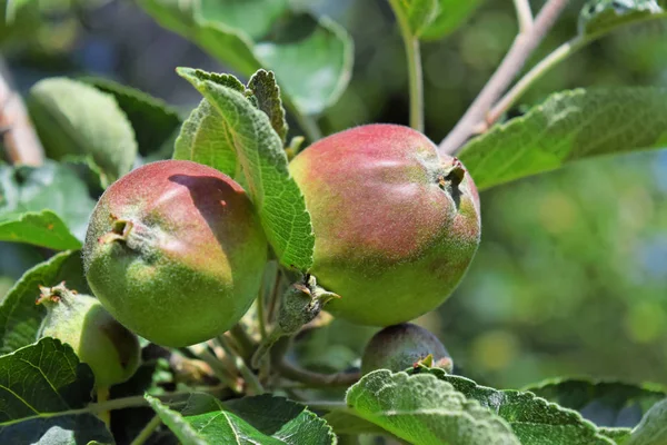 Manzanas jóvenes en un huerto europeo durante la primavera — Foto de Stock