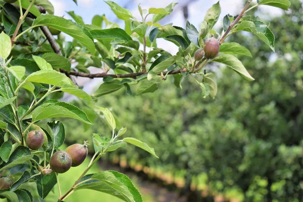 Mele giovani in un frutteto europeo durante la primavera — Foto Stock